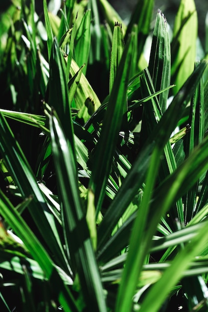 Grupo de folhas verdes tropicais