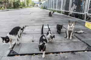 Foto grátis grupo de gatos de rua fofos e gatinhos