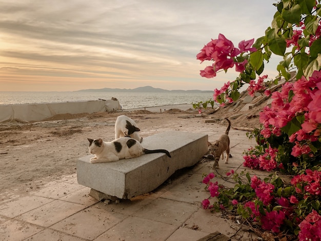 Grupo de gatos relaxando em um banco à beira-mar durante o pôr do sol