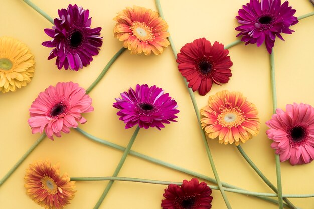 Grupo de gerberas brilhantes