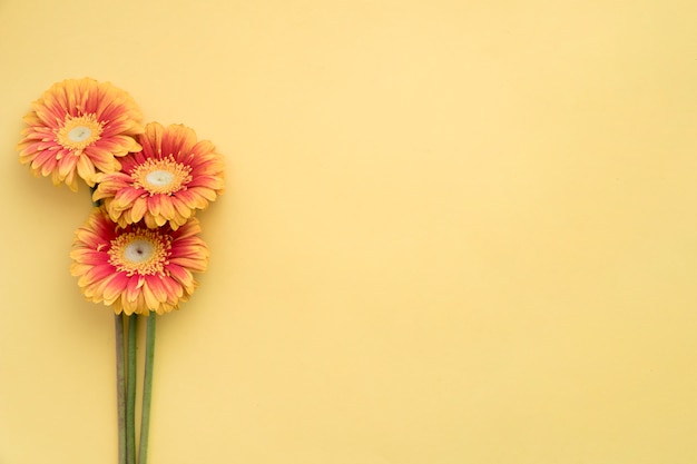 Grupo de gerberas de laranja