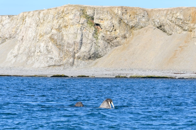 Grupo de morsas descansando na costa do mar ártico. Foto Premium