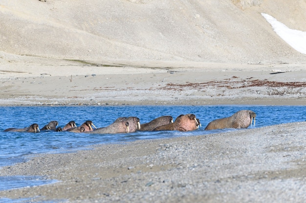Grupo de morsas descansando na costa do mar ártico.