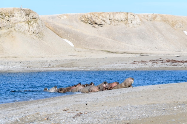 Grupo de morsas descansando na costa do mar ártico.