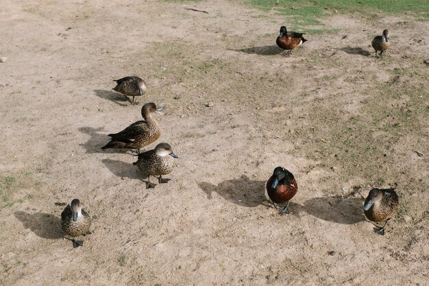 grupo de pato andando