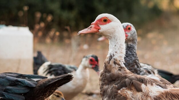 Grupo de patos olhando para a câmera