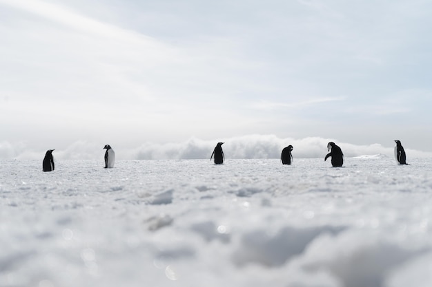 Grupo de pinguins caminhando na praia congelada