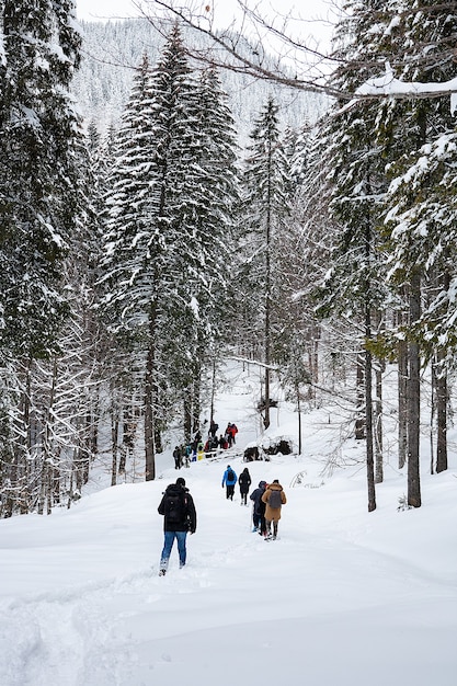 Grupo de trekkers na trilha de neve na floresta de inverno. Aventura ao ar livre.