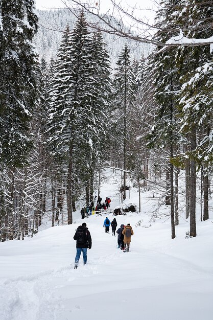Grupo de trekkers na trilha de neve na floresta de inverno. Aventura ao ar livre.