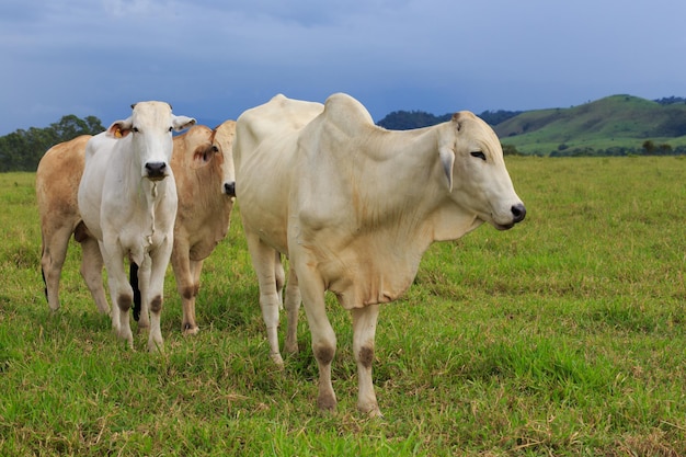 Grupo de vacas brasileiras bonitas em um pasto no dia nublado