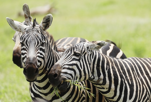 Grupo de Zebras pastando no Parque Nacional Tsavo East, Quênia, África