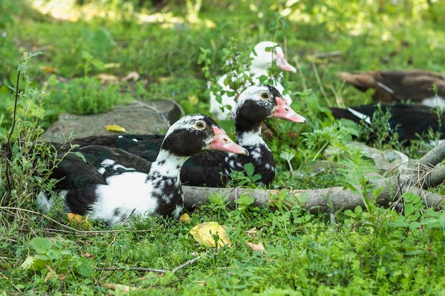 Grupo doméstico de patos na natureza