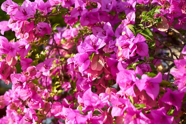 Grupo mola da flor de objetos fundos natureza