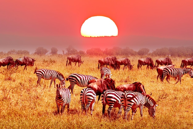 Grupos de zebras e gnus com incrível pôr do sol vermelho na savana africana. parque nacional do serengeti, na tanzânia. paisagem africana da natureza selvagem e conceito de safári.