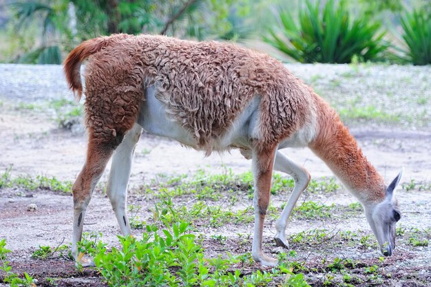 Guanaco