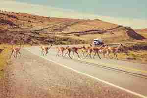 Foto grátis guanaco