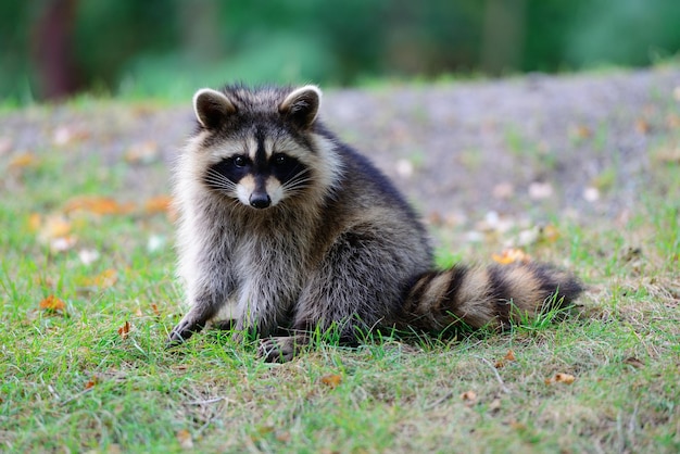 Foto grátis guaxinim no parque em montreal canadá