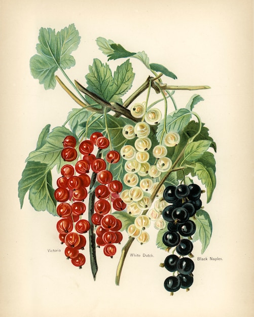 Guia do produtor de frutas: Ilustração Vintage de Nápoles preto, victoria, branco holandês