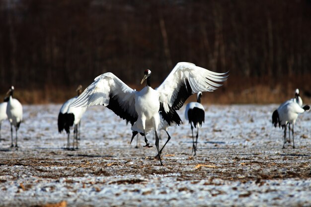 Guindaste de pescoço preto pousando no solo coberto de neve em Hokkaido, no Japão