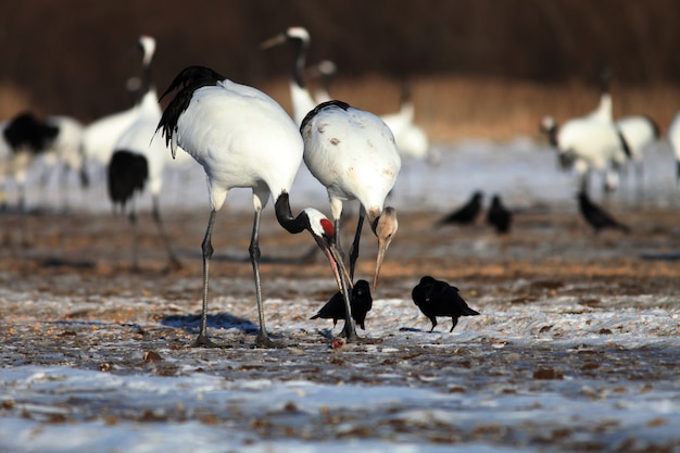 Guindastes de pescoço preto comendo peixes mortos no chão coberto de neve em hokkaido, no japão