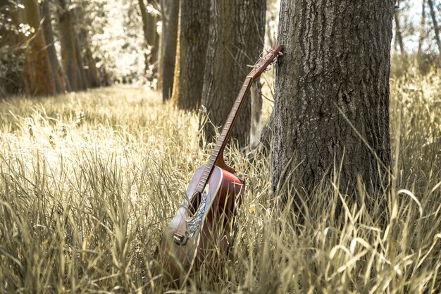 Guitarra na natureza