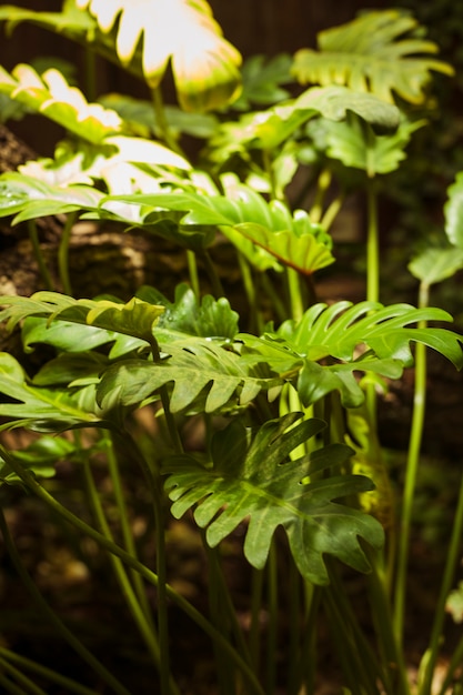 Foto grátis habitat animal