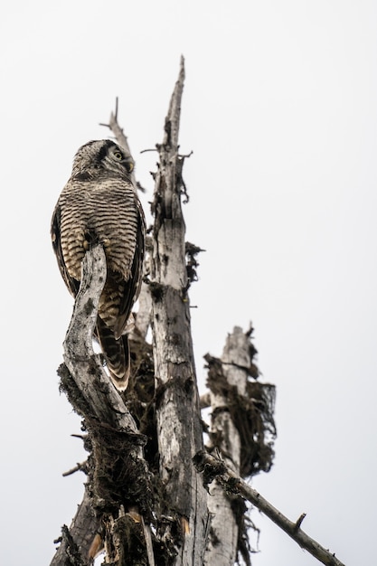 Hawk Owl em pé em uma árvore sob um céu nublado no Parque Nacional de Revelstoke. Canadá