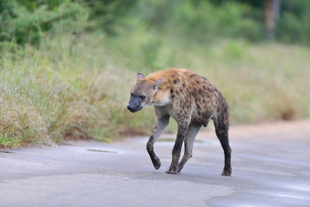 Hiena-malhada em uma estrada cercada por grama