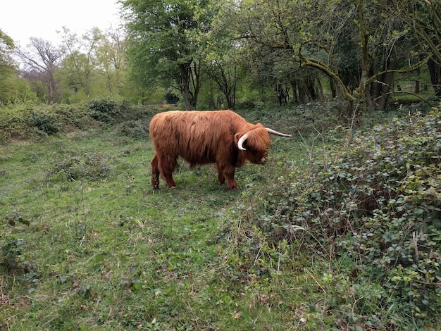 Foto grátis highland cow em yorkshire