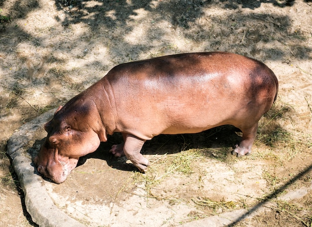 Hipopótamo no zoológico ao ar livre