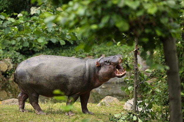 Foto grátis hipopótamo pigmeu bem na frente do fotógrafo