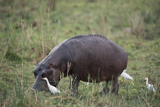 Hipopótamo preto com patos brancos pastando em um campo gramado