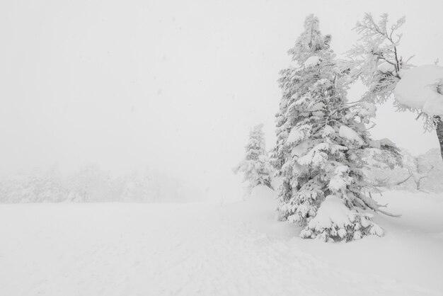 Hoarfrost coberto gelo frio viagem