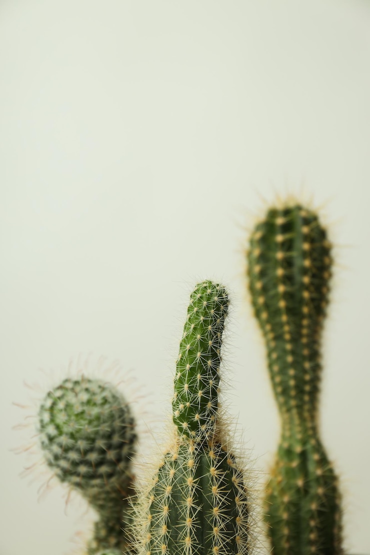 Foto grátis hobby aconchegante de cultivo de cactos em casa ou em ambientes fechados