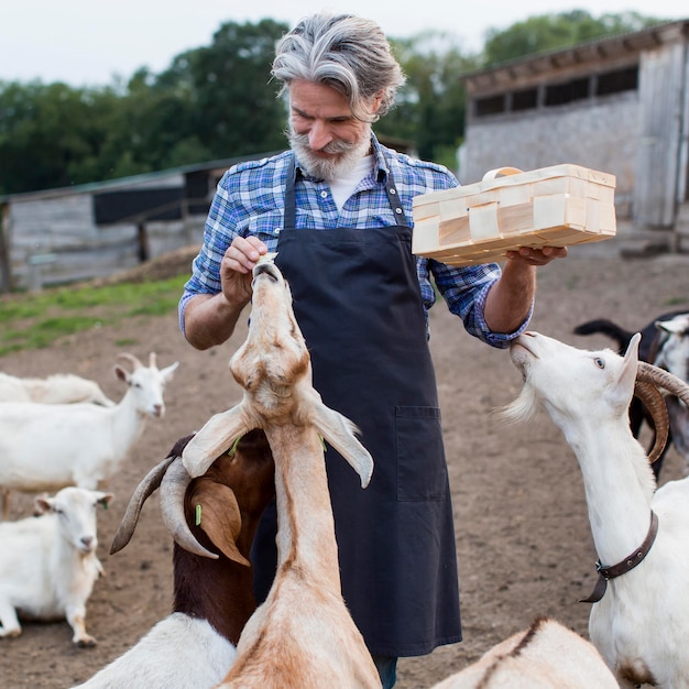 Homem alimentando cabras de frente