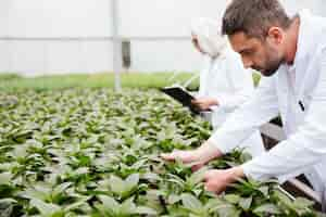 Foto grátis homem barbudo maduro, trabalhando com plantas