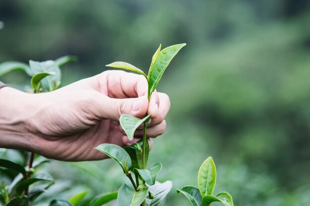 Homem, colheita, /, pick, fresco, chá verde, folhas, em, alto, terra, chá, campo, em, chiang mai, tailandia