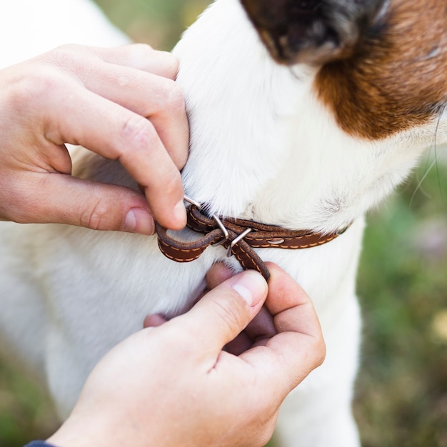 Foto grátis homem colocando na coleira no cachorro