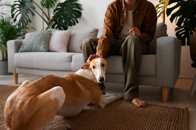 Foto grátis homem com cachorro galgo em casa no sofá