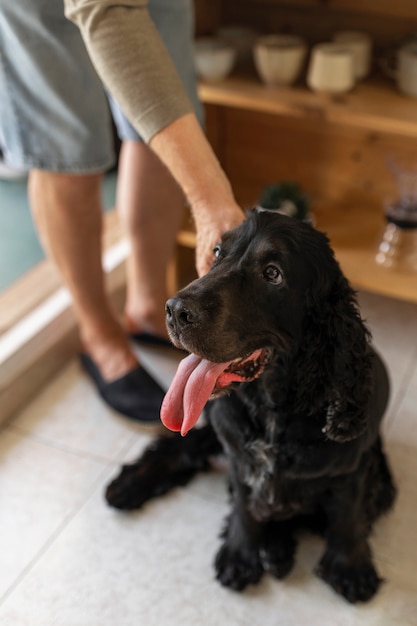 Foto grátis homem de alto ângulo acariciando cachorro