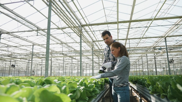 Homem de fazendeiro de jardineiro analisando saladas cultivadas orgânicas frescas discutindo a produção agrícola com empresária trabalhando em plantação de estufa hidropônica. conceito agrícola