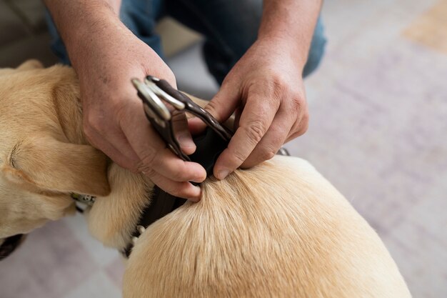 Homem em casa colocando uma coleira em seu cachorro