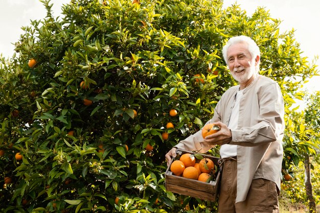 Homem idoso cultivando laranjas