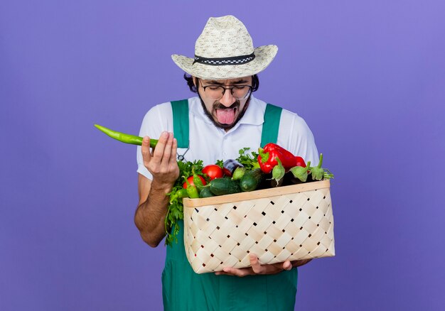 Homem jovem jardineiro barbudo vestindo macacão e chapéu segurando uma caixa cheia de vegetais segurando pimenta malagueta picante com a língua de fora em pé sobre a parede azul
