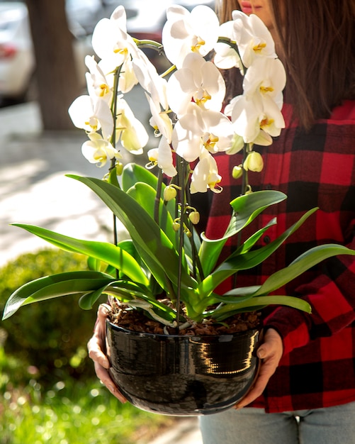 homem segurando vista lateral para orquídea branca