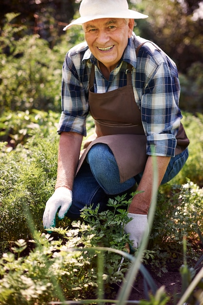 Homem sênior trabalhando no campo com plantas