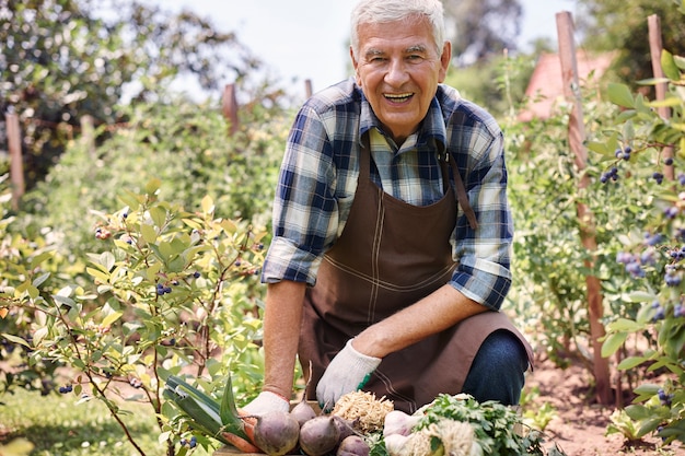 Homem sênior trabalhando no campo com vegetais