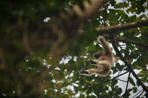 hoolock gibão alto em uma árvore macaco indiano selvagem na floresta indiana