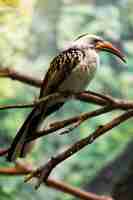 Foto grátis hornbill vermelho-faturado