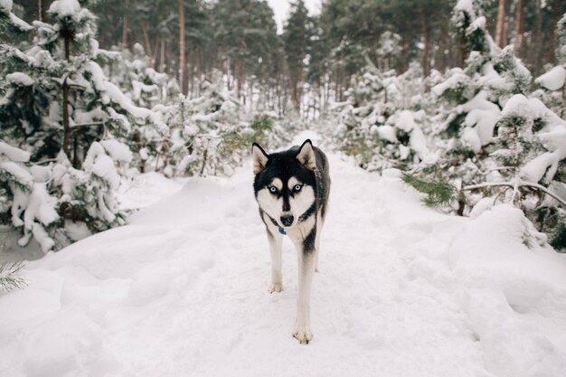 Husky cachorro andando na floresta de pinheiros nevados no dia frio de inverno
